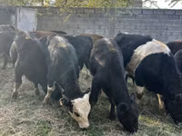 Bull, Aberdeen-Angus — photo 1