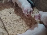 Porcs (lot, sexe non indiqué), Porcs — photo 7