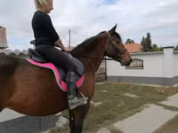 Iapă, Hungarian horse breed — foto 5