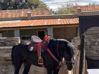 公马, Horses — 照片 5