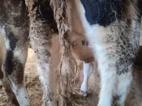Vacă, Rasa Holstein — foto 4