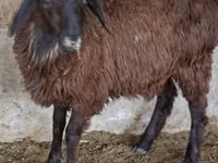 Goat, Goats — photo 2