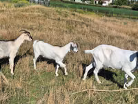 Cabra, Cabras — foto 2