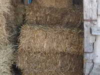 Vând nutreț pentru animale . — сүрөт 5