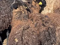 भेड़ें (लॉट, लिंग निर्दिष्ट नहीं), Karachay sheep — फ़ोटो 4