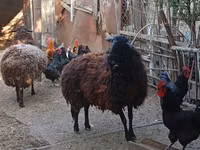 Qoʻy, Karabakh sheep — 3-rasm