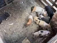 Schweine (Partie, Geschlecht nicht angegeben), Schweine — Foto 1