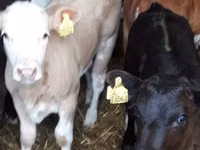 Bovine (lot, sex nespecificat), Bovine — foto 1