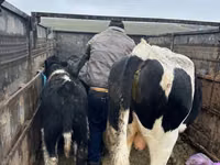 Vacă, Russian Black pied cattle — foto 1