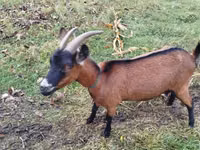عنزة, الماعز — الصورة 4
