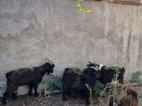 Ziegenbock, Ziegen — Foto 2