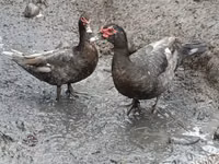 Canard musqué domestique — photo 1