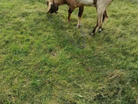 Cabro, Cabras — foto 1