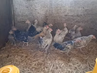 Japanisches Bantam — Foto 1
