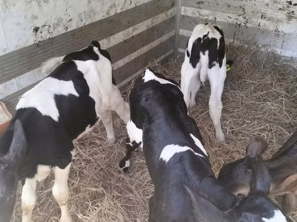 Kuh, Russian Black pied cattle