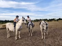 Jument, Chevaux — photo 1