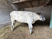 母牛, Swiss cattle — 照片 7