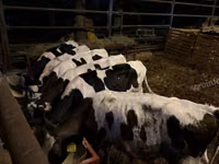 Bulle, Holstein-Rasse — Foto 3