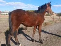 公马, Hungarian horse breed — 照片 1