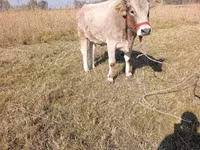 İnək, Mal-qara — foto 1