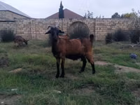 Goat, Goats — photo 3