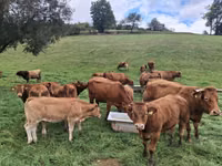 Bovine (lot, sex nespecificat), Vaca Limousine — foto 1