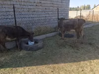 Vacă, Bovine — foto 2