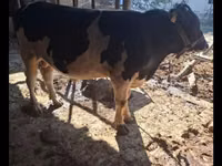 ثور, Red Estonian cattle — الصورة 4
