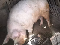 Boar, Pigs — photo 1