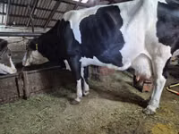 Vacă, Russian Black pied cattle — foto 4
