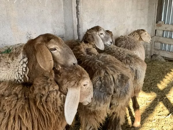 母羊, Arashan sheep