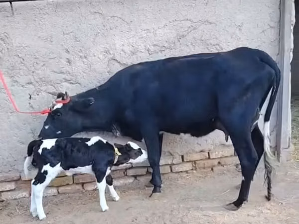 بقرة, Russian Black pied cattle