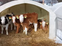 Bulle, Simmental cattle — Foto 1