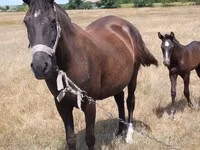 Mare, Horses — photo 2
