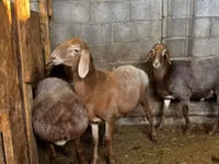 Oaie, Katum sheep — foto 4