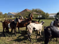 公山羊, Nubian Goat — 照片 2
