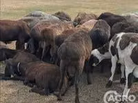 Qoyunlar (partiya, cinsi göstərilməyib), Karakul sheep — foto 1