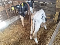 Bou, Rasa Holstein — foto 2