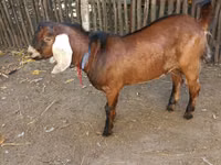 Keçi, Nubian Goat — foto 5