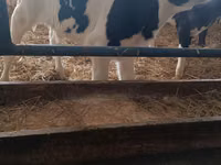 Bulle, Russian Black pied cattle — Foto 3