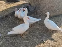Ducks — Foto 5