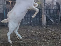 Ziegenbock, Nubian Goat — Foto 2
