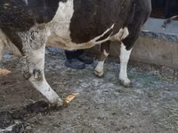 Sigir, Simmental cattle — 5-rasm