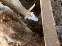 母羊, Sheep — 照片 7