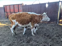 بقرة, Simmental cattle — الصورة 1