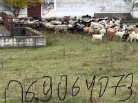 Cabra, Cabras — foto 1
