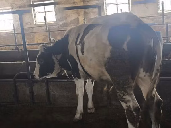 ثور, Simmental cattle