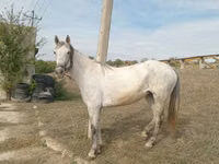 فرس, Orlov Trotter — الصورة 1