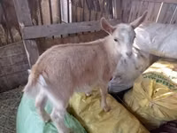 Goat, Italian Alpine goat — photo 1