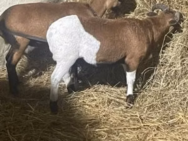 Bélier, Cameroon sheep